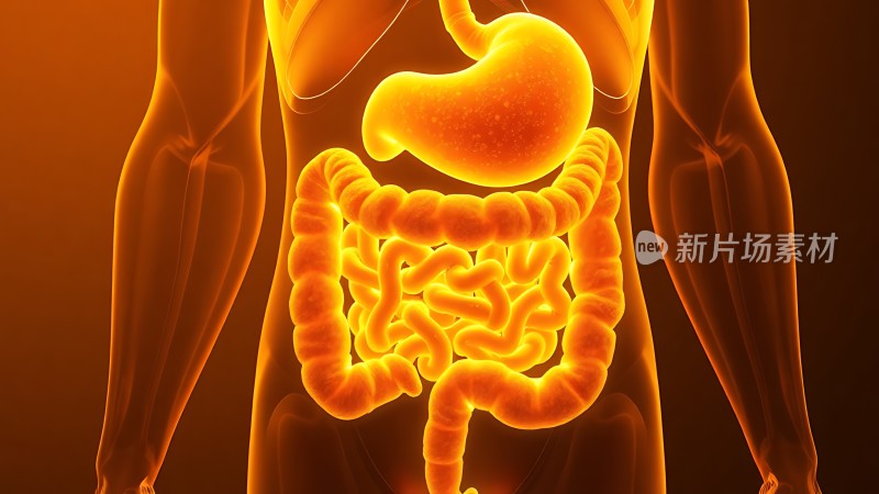 人体消化系统解剖图