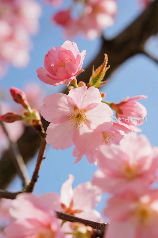樱花绽放的春日风景