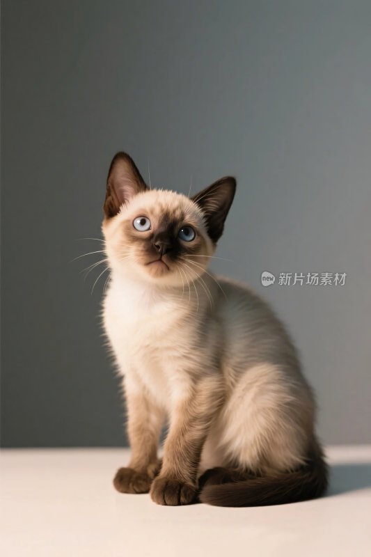 可爱小猫摄影图