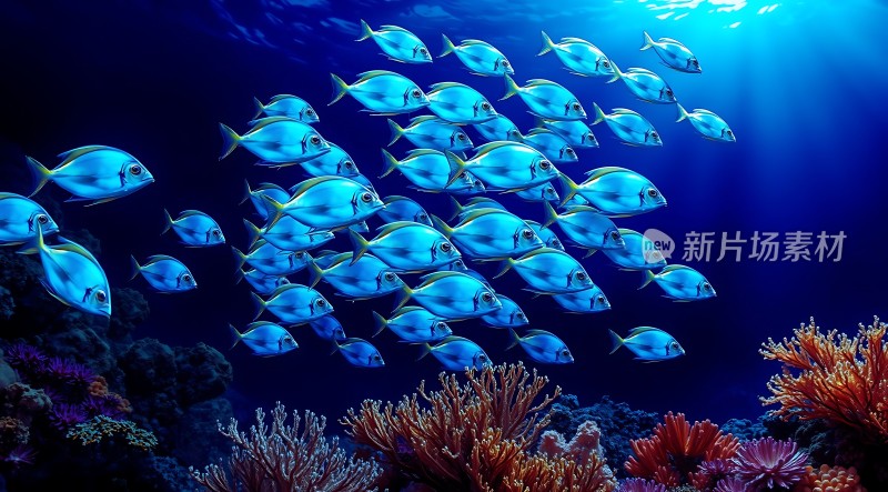 海洋之舞鱼群与珊瑚共舞