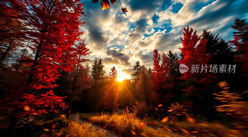 秋日暖阳下的森林小径