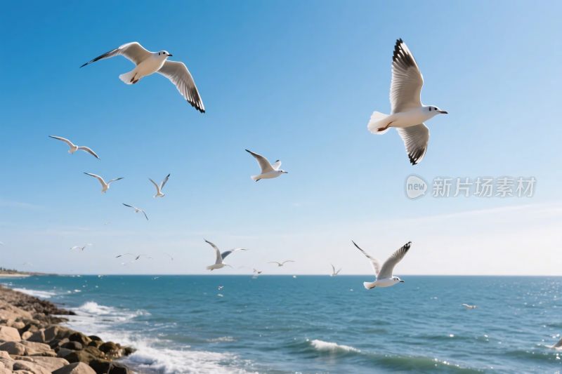 海鸥飞翔海边风景