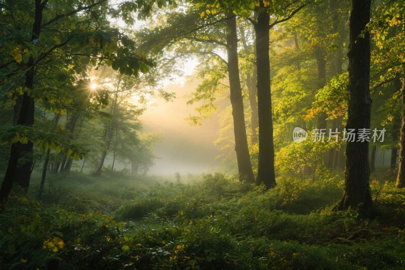 森林雾气风景摄影