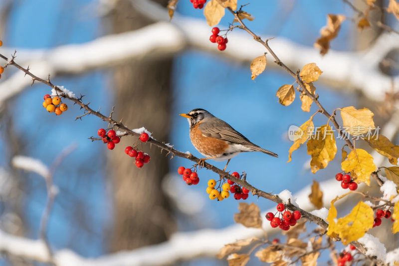 冬季枝头小鸟栖息图