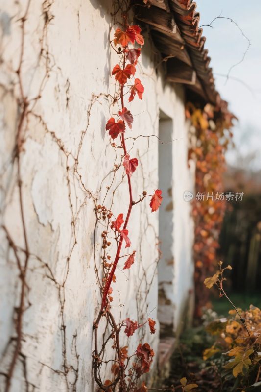 老墙藤蔓秋景