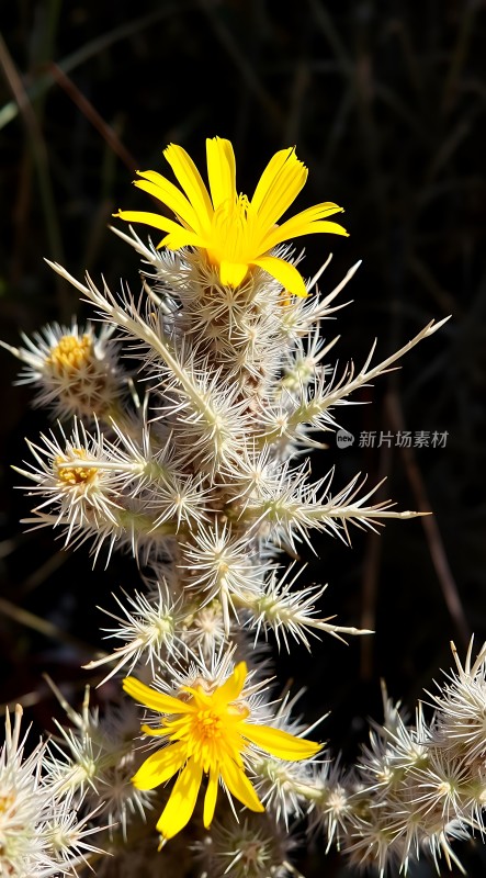 阳光下的黄色花朵与白色刺状叶片