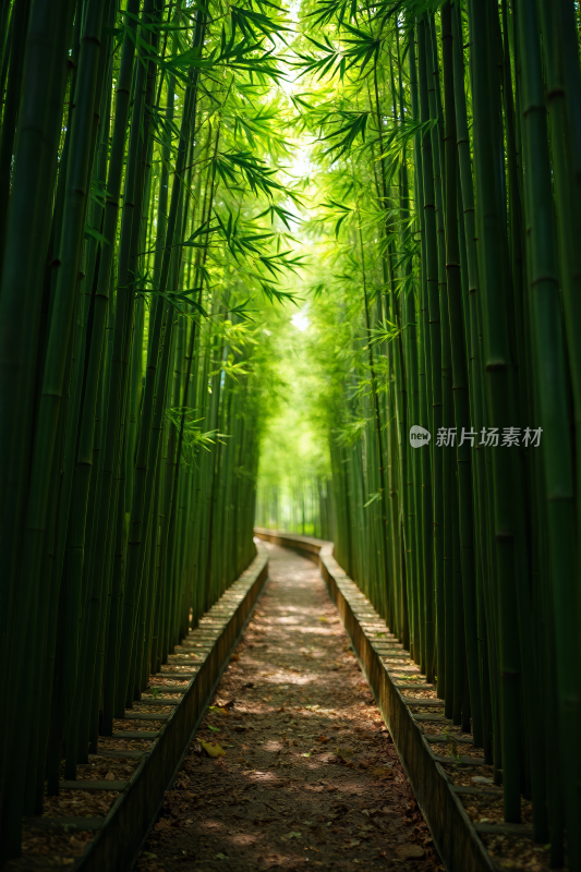 一条穿过竹林的小路的草图一条小路穿过竹林