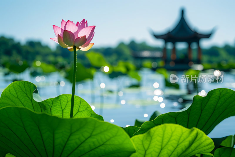 荷花池荷叶生态公园