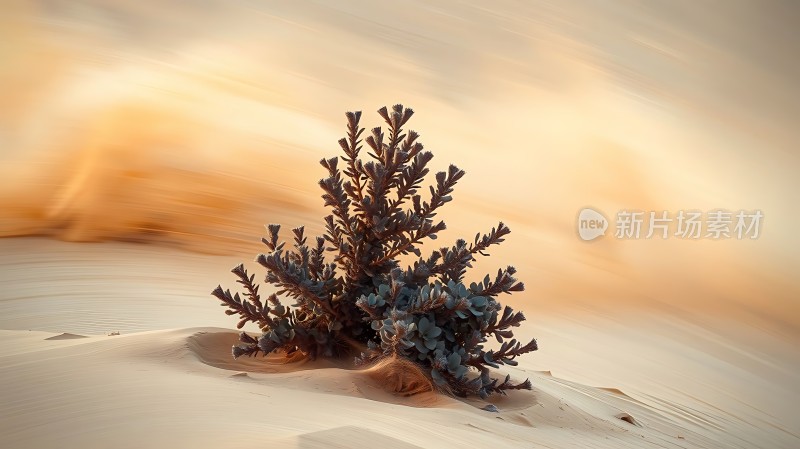 沙漠中的坚韧生命