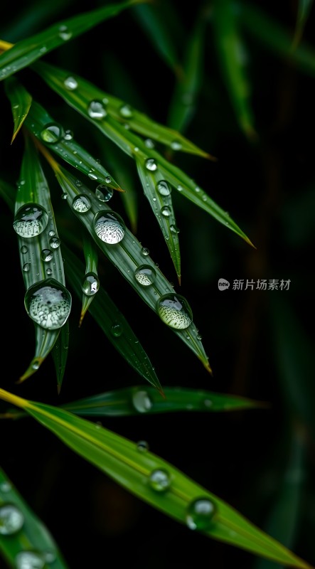 雨后竹叶上的露珠