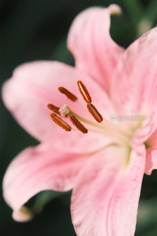 粉色百合花特写