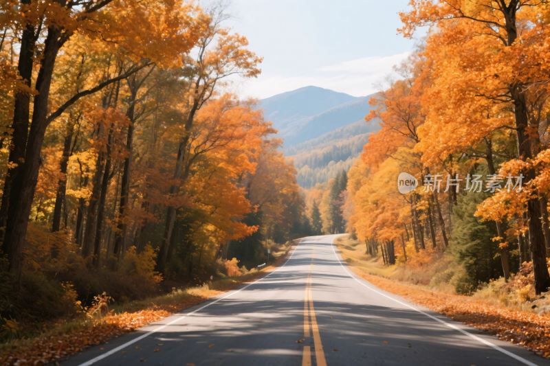 秋日林间公路风景
