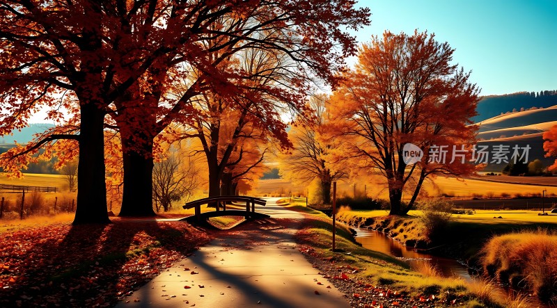 秋日暖阳下的金色小径