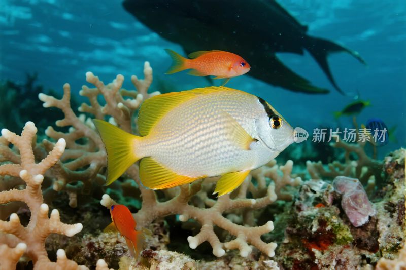 海洋鱼类与珊瑚