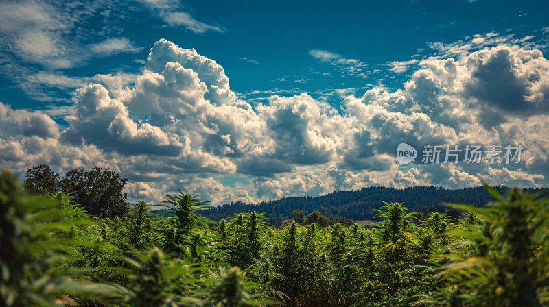 蓝天白云下的绿植与远山景色