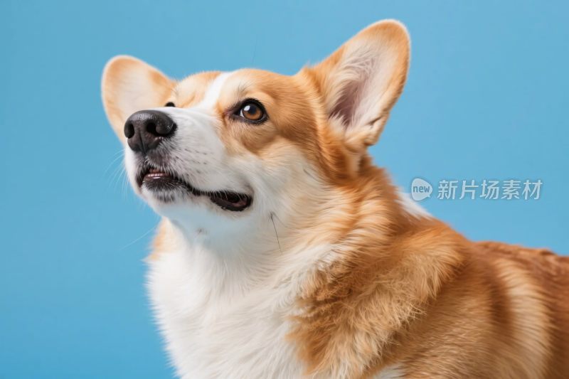 柯基犬写真