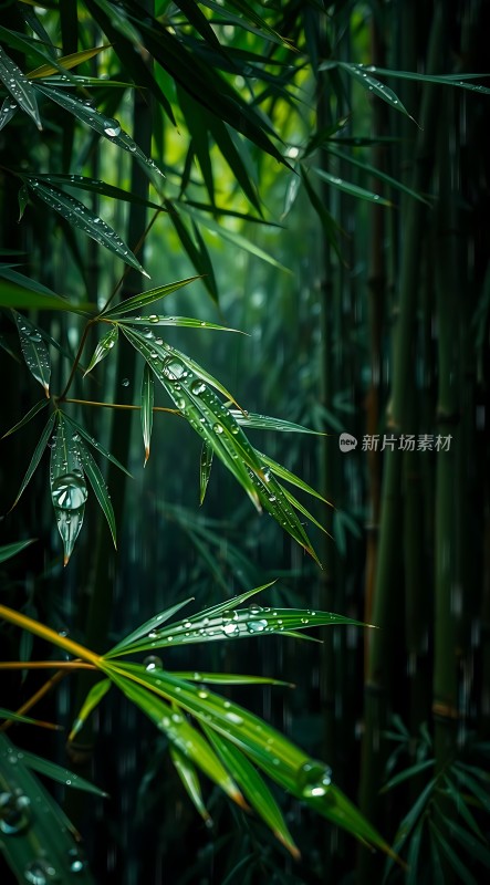雨后竹叶上的露珠