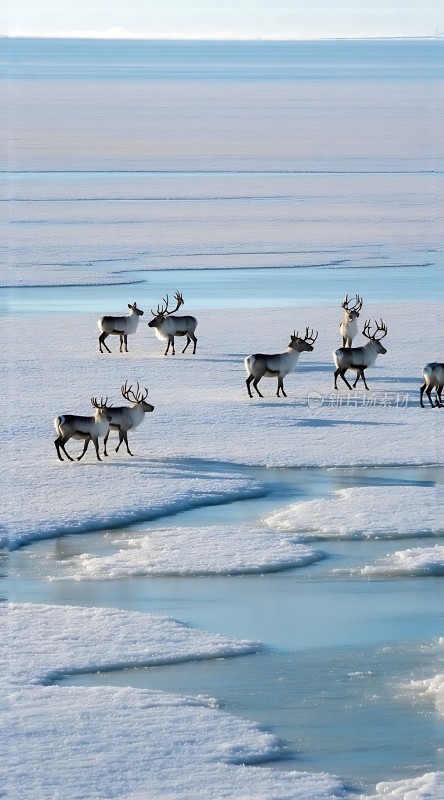 雪原上的麋鹿群