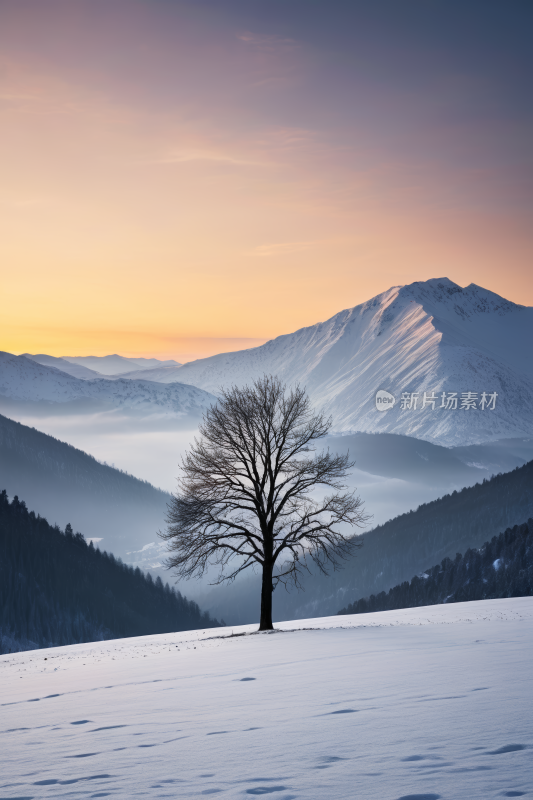 雪景一棵孤树是山脉高清风景图片