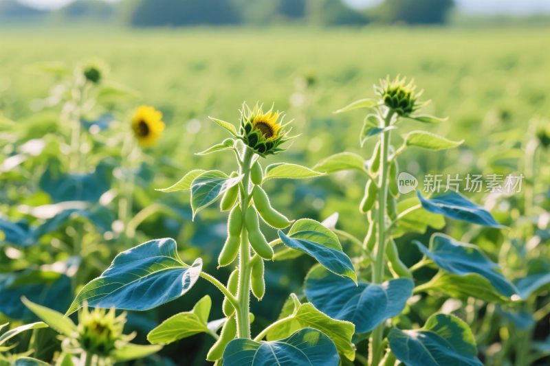 向日葵田园风光