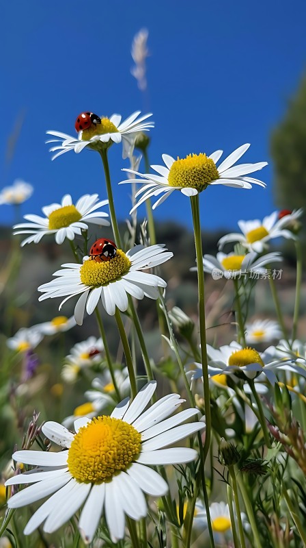 阳光下的雏菊与瓢虫