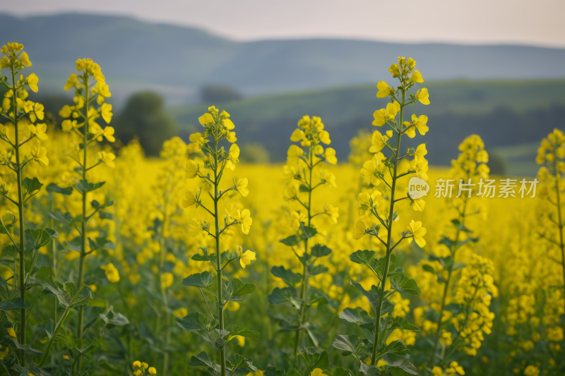 山脉的田野里开着黄色的花朵高清风景图片