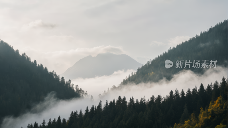 一片山的森林高清风景图片