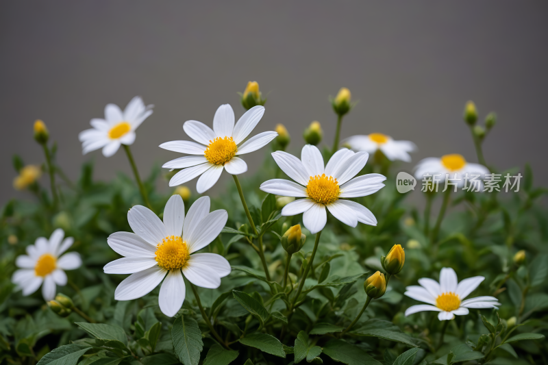 花园里有许多白色花朵中心呈黄色高清图片