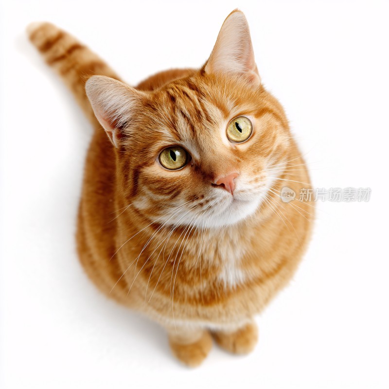 可爱橘猫仰头特写