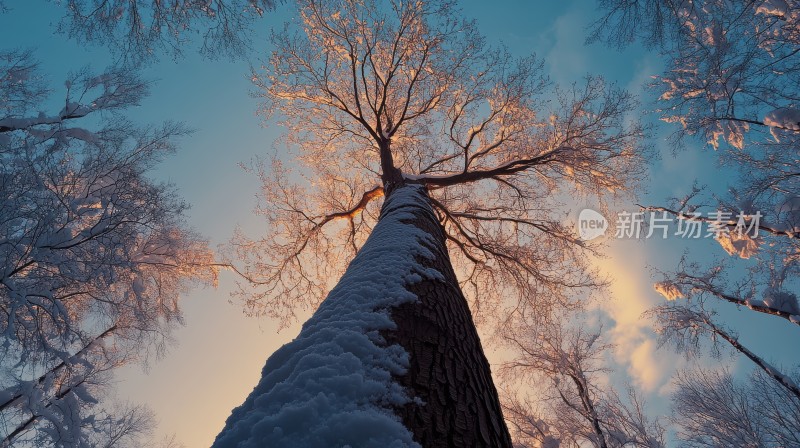 雪景的松林