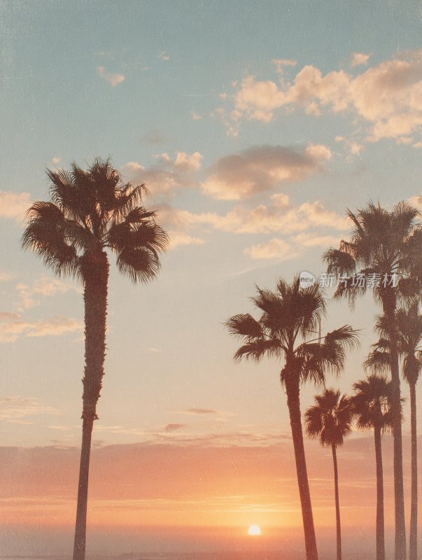夕阳下的棕榈树美景