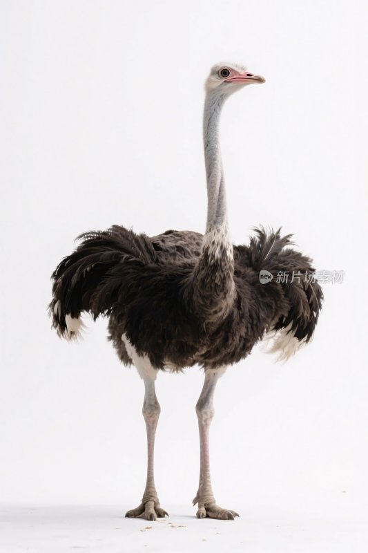 鸵鸟摄影图