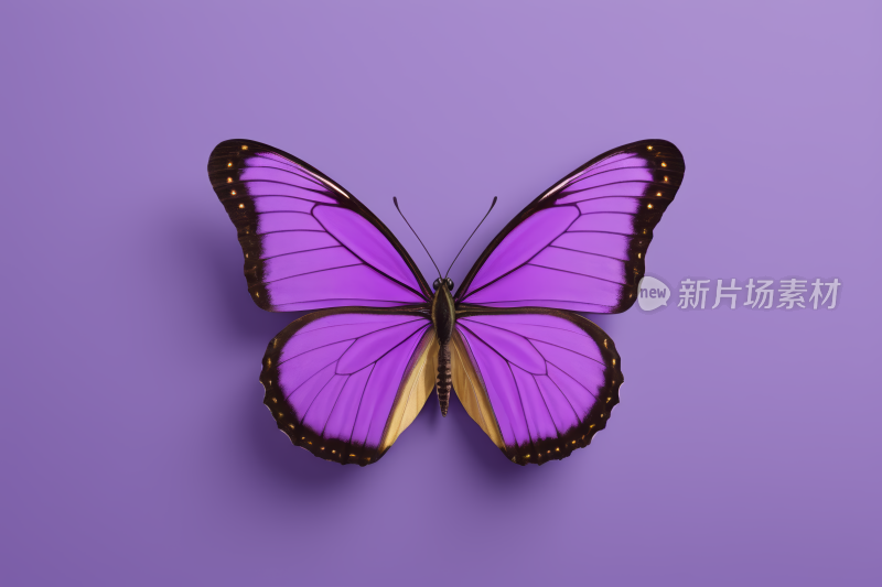 紫色蝴蝶紫色背景上有黑色翅膀图片