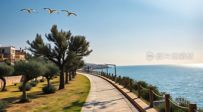 海边的林荫小道飞翔的海鸥宁静而美丽
