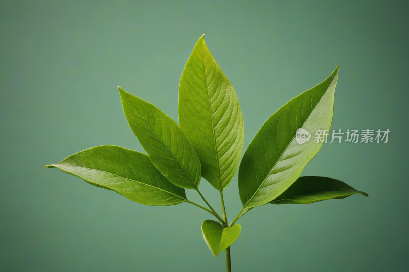 一种小植物茎上有绿色的叶子高清图片