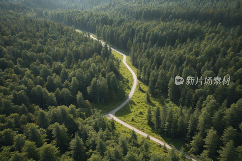 森林中蜿蜒道路的景观树木繁茂高清风景图片