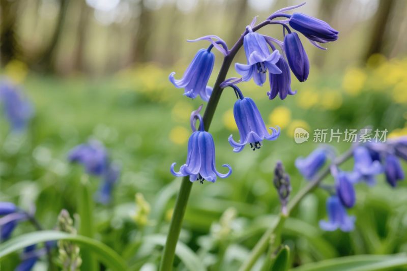 蓝风铃草自然风景图