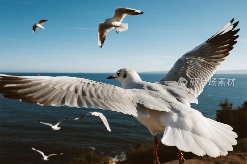 海鸥飞翔场景