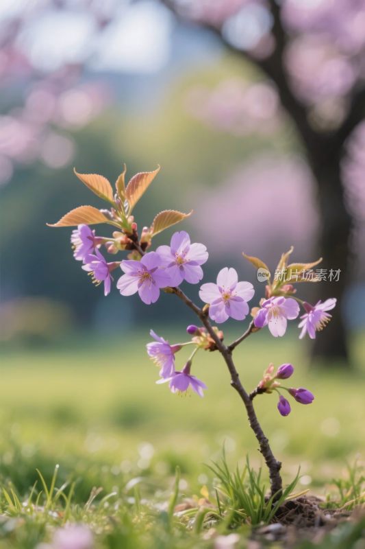 樱花枝头春景图