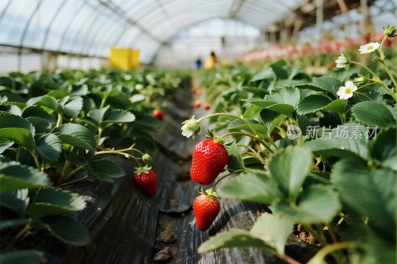 温室草莓种植场景