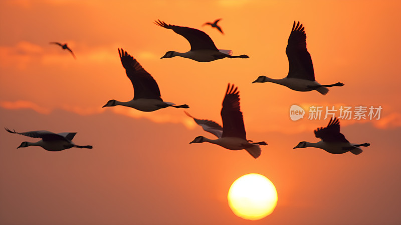 夕阳大雁南飞南群逆光飞翔太阳云彩黄昏温暖