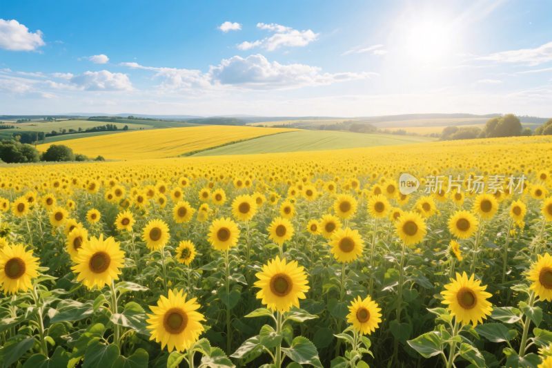 向日葵田园花海风景图