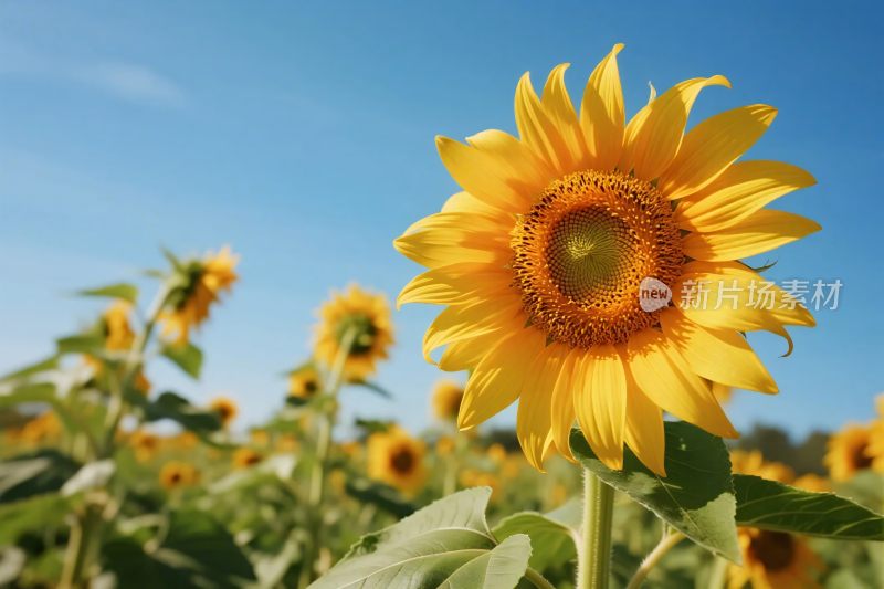 向日葵蓝天风景