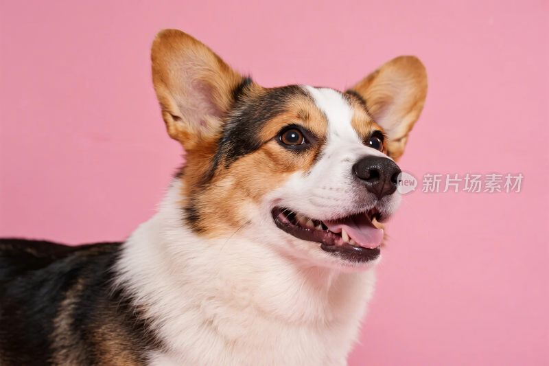柯基犬粉色背景摄影