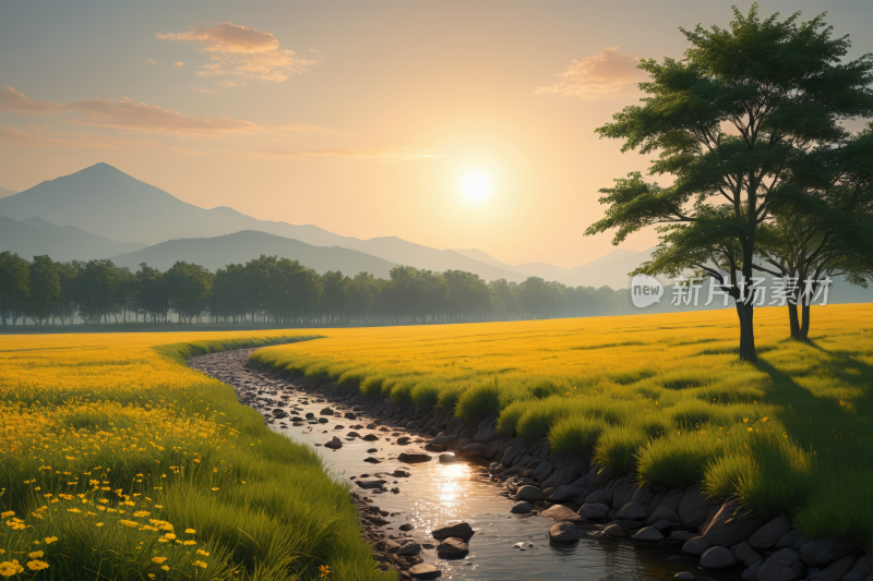 一条小溪流过一片黄花田高清风景图片