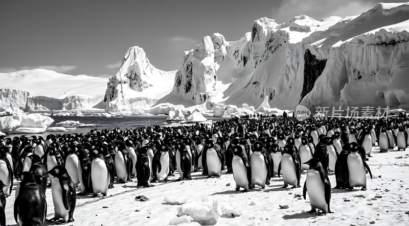 南极企鹅群聚雪地美景