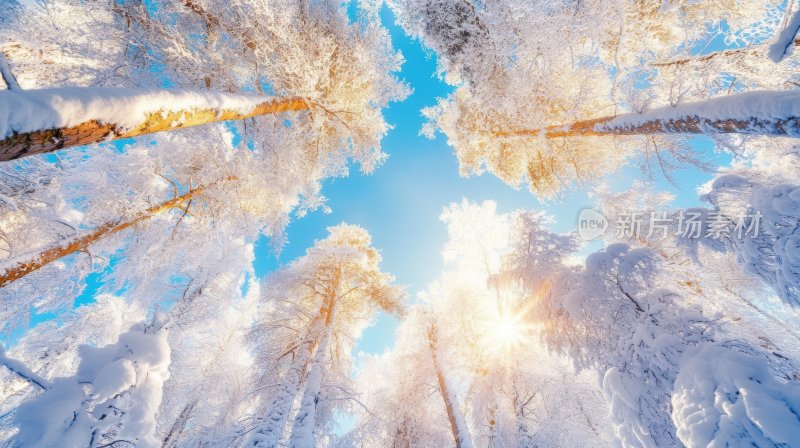 冬天树林冬季风景冬日雪景风光