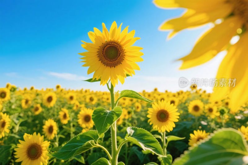 向日葵田园风景