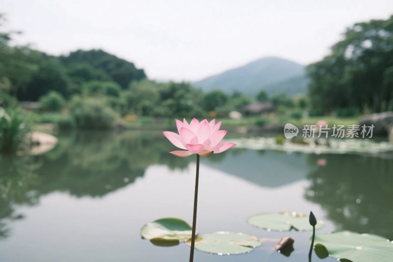 湖中荷花风景图