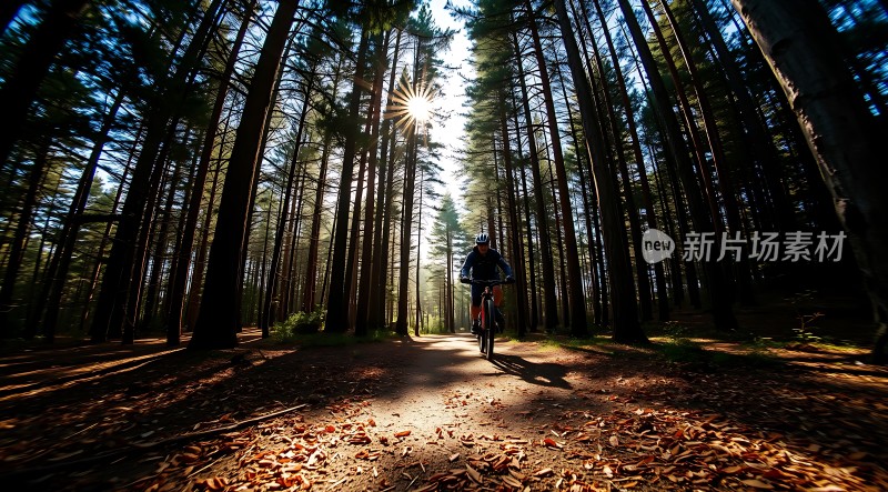 阳光下的骑行者穿越森林小径